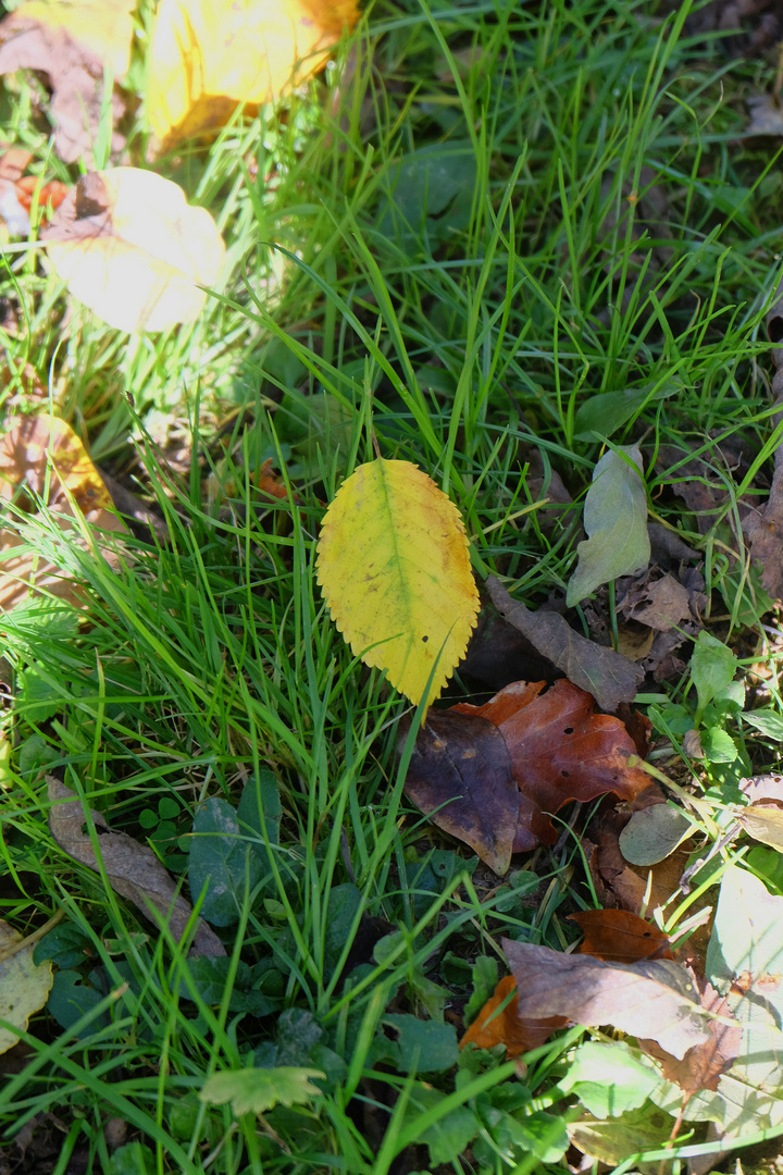 gelbes Blatt auf dem Boden