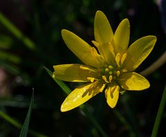 Gelbes Blümchen