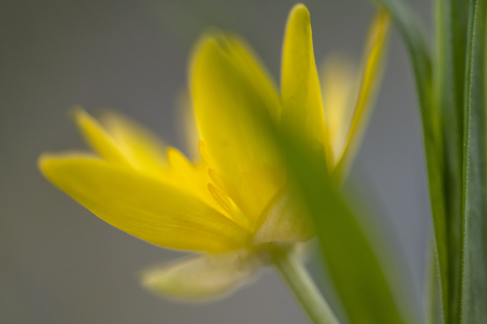Gelbes Blümchen? Foto & Bild gelb, natur, frühblüher Bilder auf