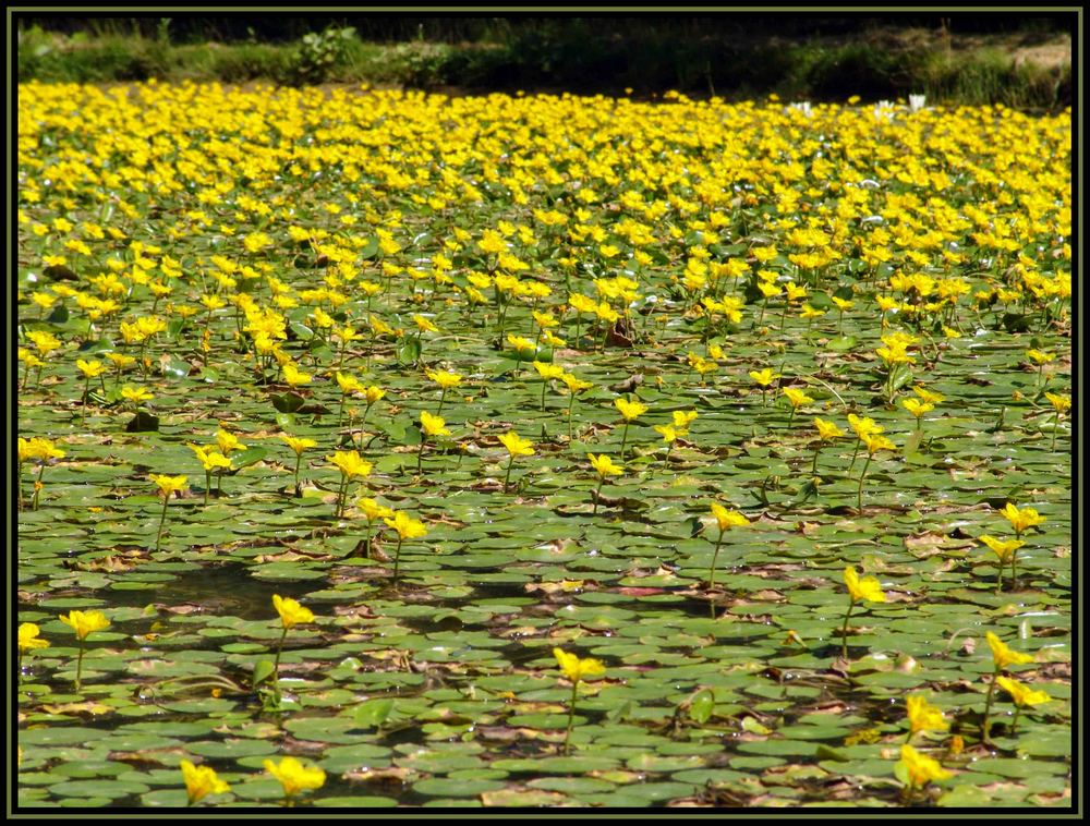 gelbes Blüten"meer"