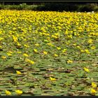 gelbes Blüten"meer"