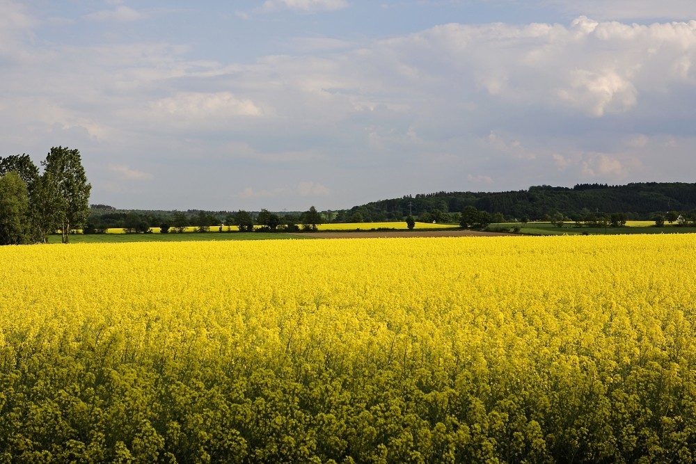 Gelbes Blütenmeer