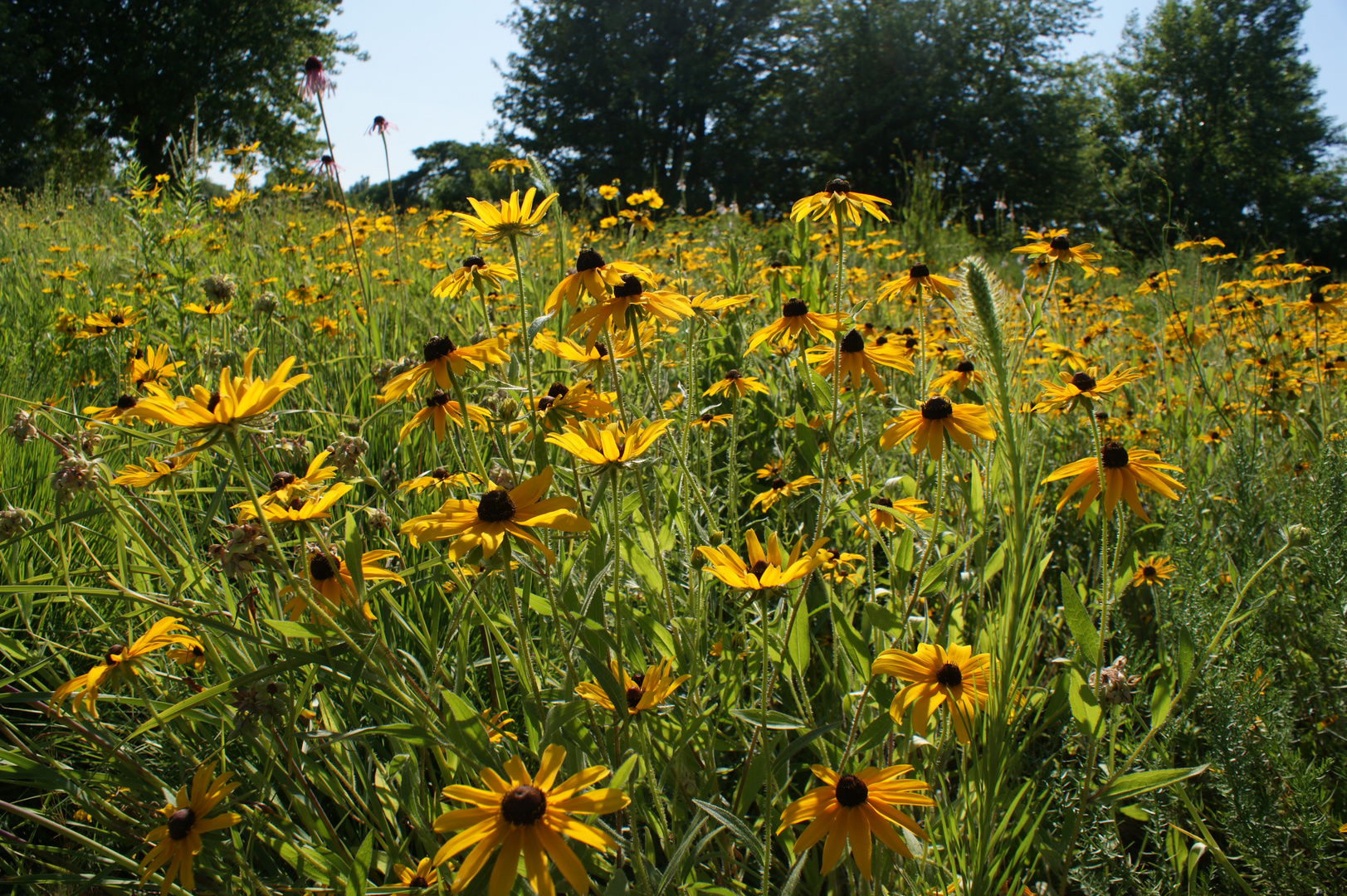 gelbes Blumenmeer