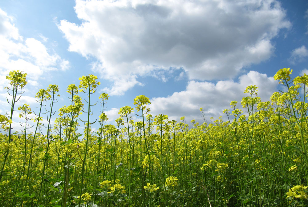 Gelbes Blumenmeer im Himmel