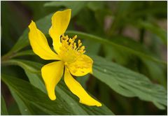 Gelbes Buschwindröschen (Anemone ranunculoides)