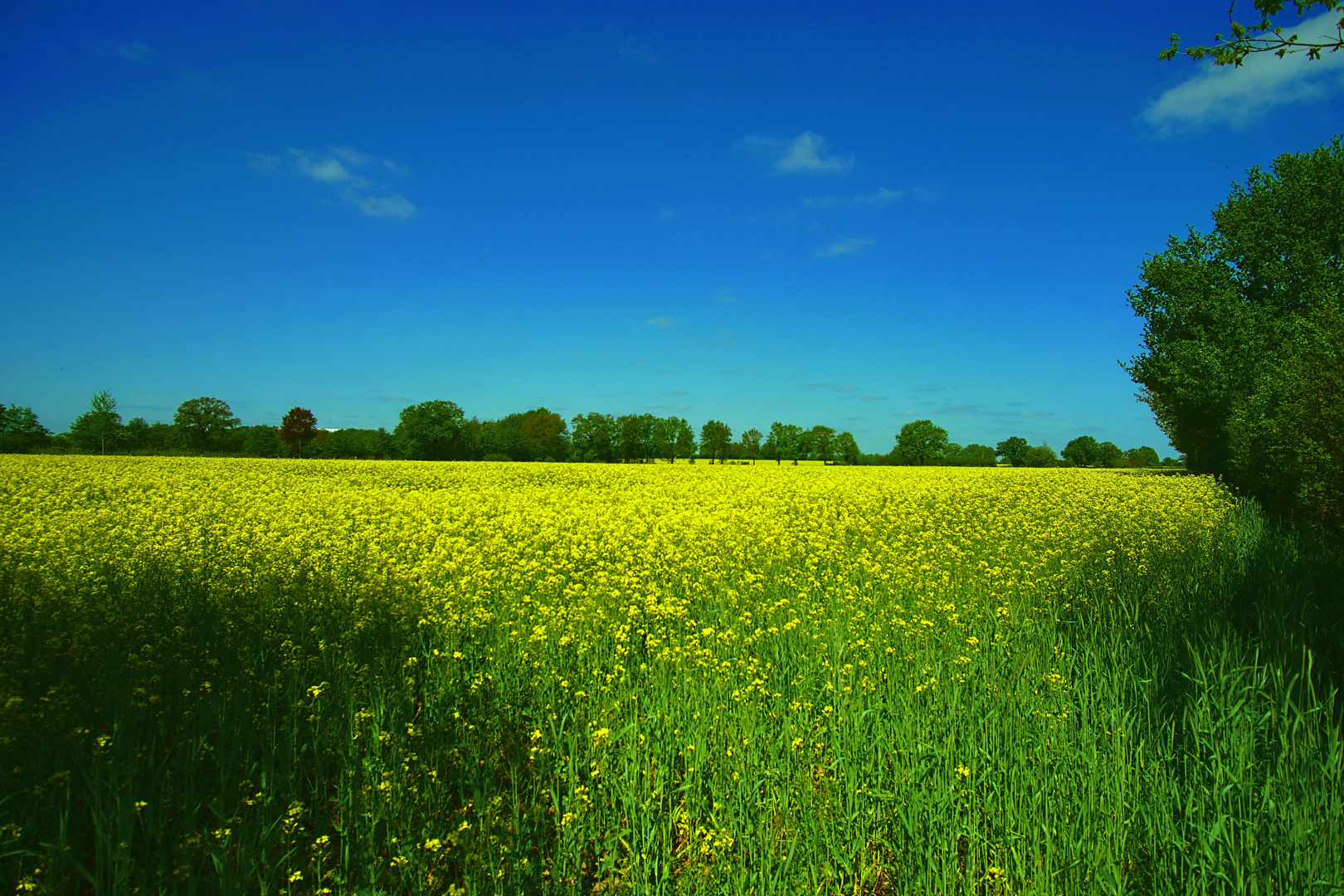  gelbes Feld