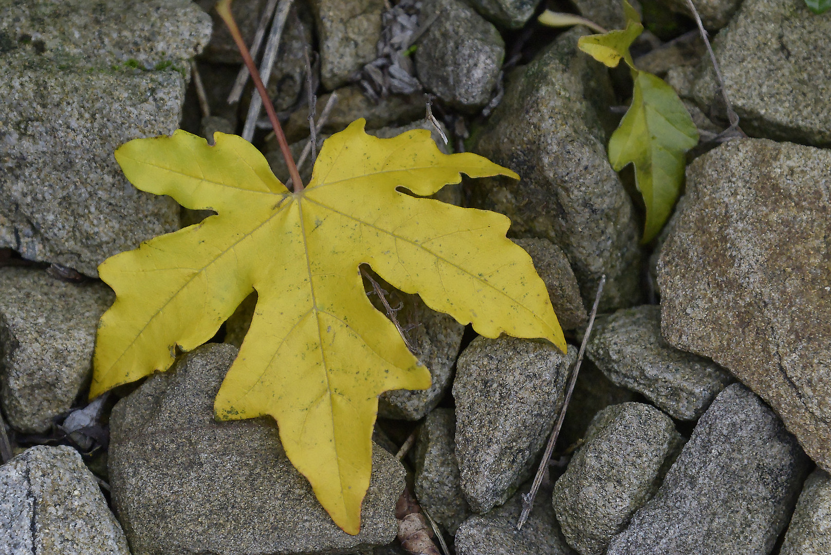 Gelbes Feldahornblatt kündigt den Herbst an
