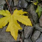 Gelbes Feldahornblatt kündigt den Herbst an