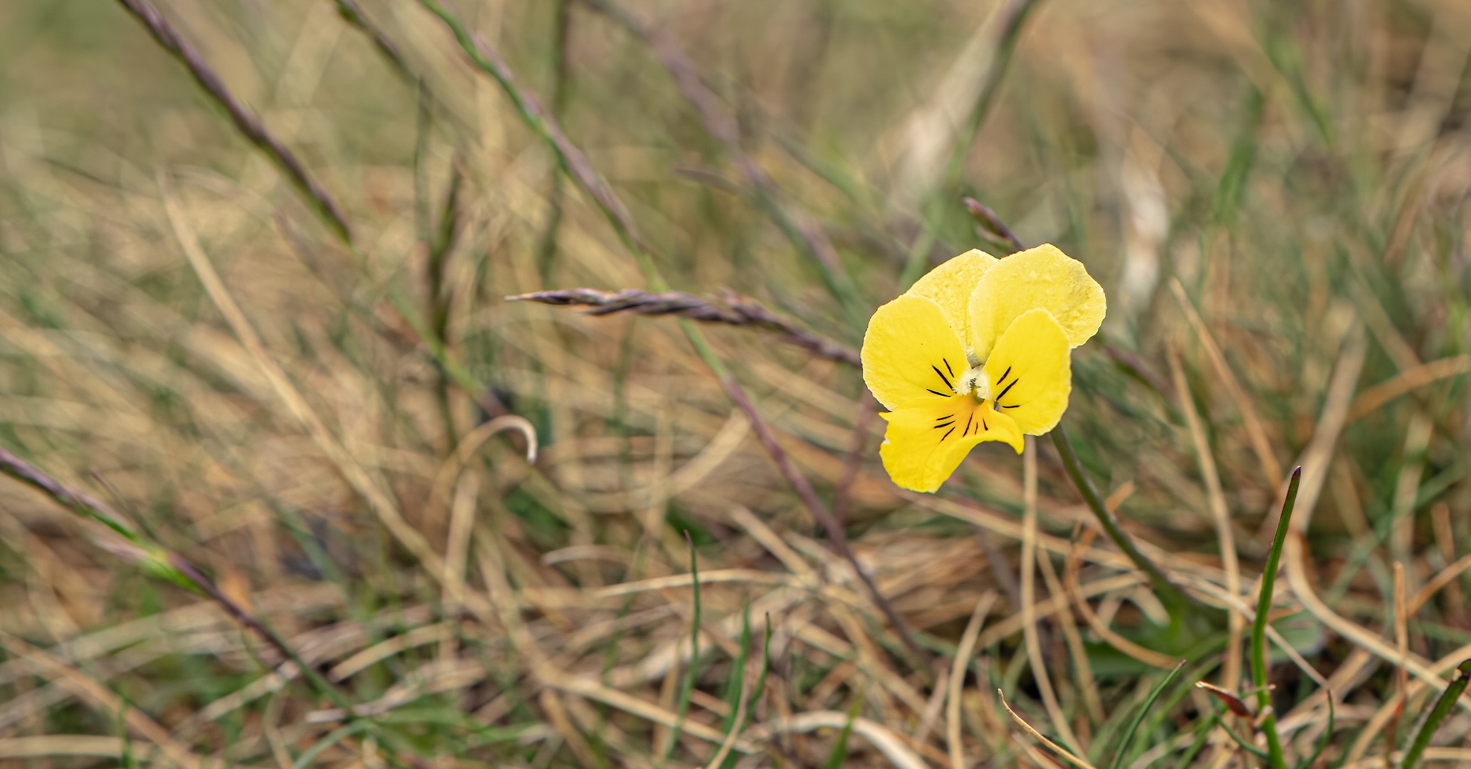 gelbes Galmeiveilchen (1)