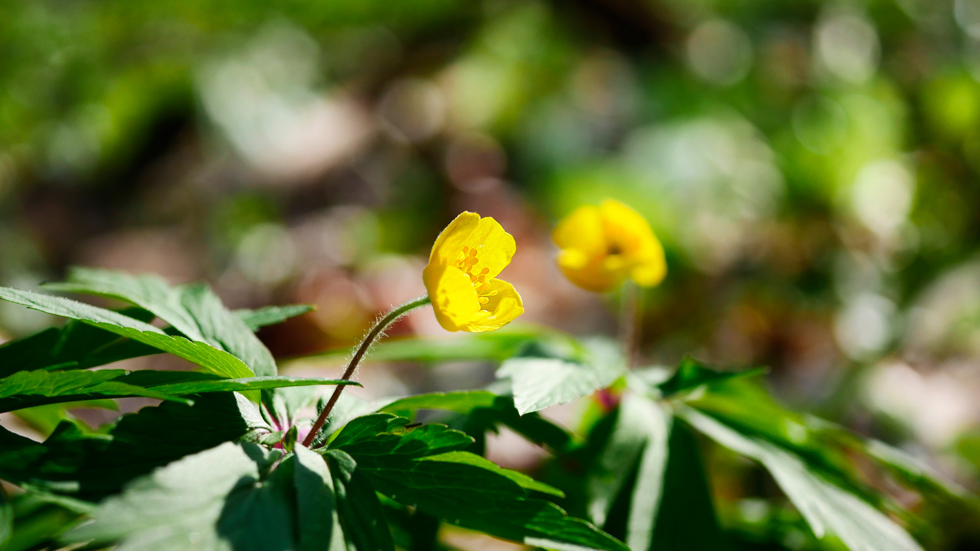 gelbes Gelb im Wald