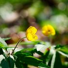 gelbes Gelb im Wald