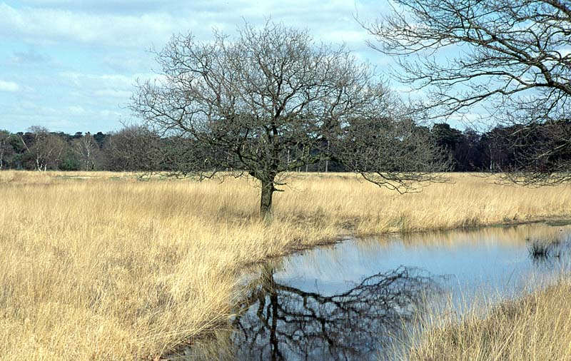 Gelbes Gras nach dem Winter