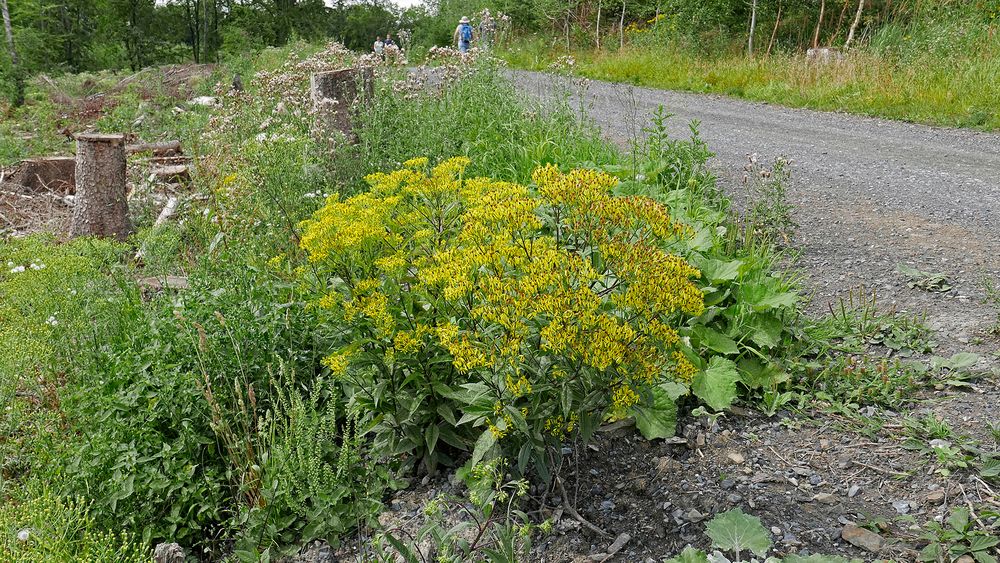 Gelbes Greiskraut (Pionierpflanze) in der Kahlschlag-Landschaft