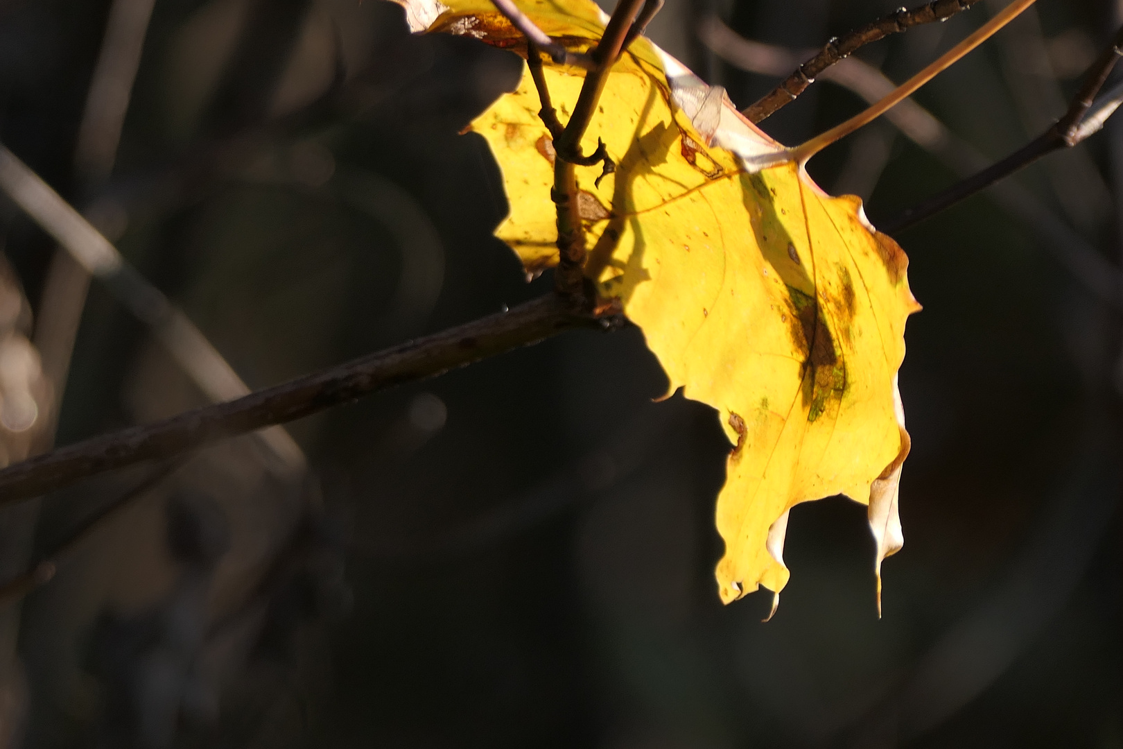 gelbes Herbstblatt am Rhein