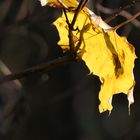gelbes Herbstblatt am Rhein