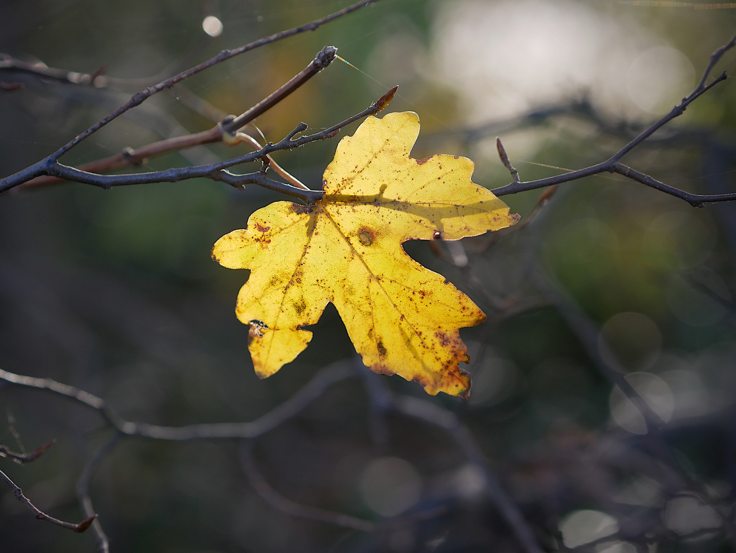 Gelbes Herbstblatt zwischen Zweigen