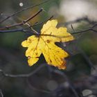 Gelbes Herbstblatt zwischen Zweigen