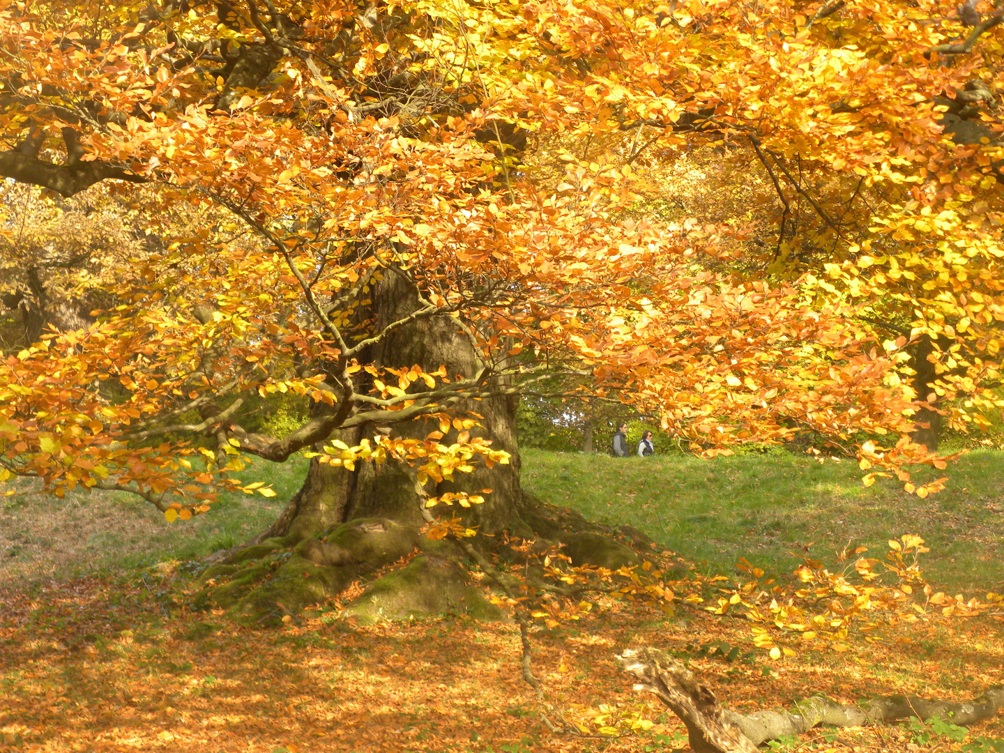 gelbes Herbstfeuer