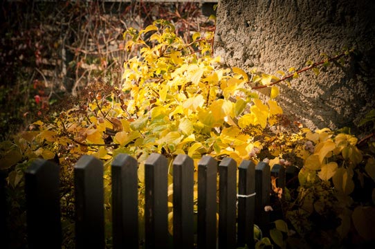 Gelbes Herbstlaub am Holzzaun