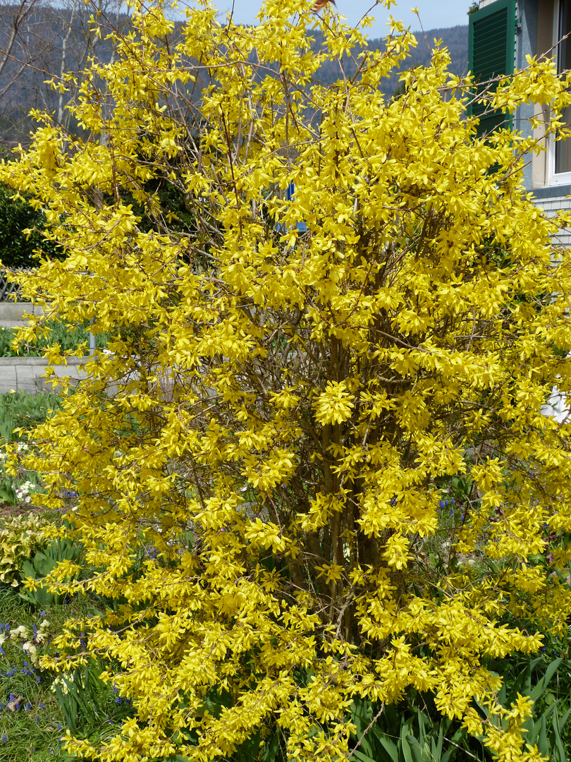 Gelbes im Frühling 10