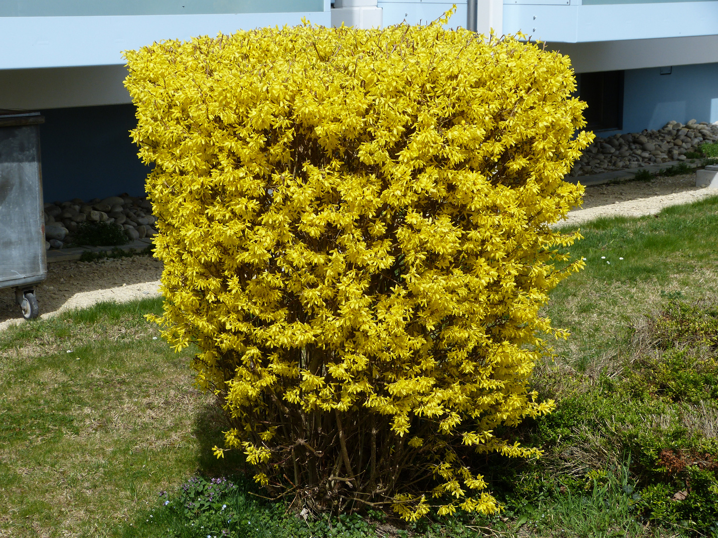 Gelbes im Frühling 3