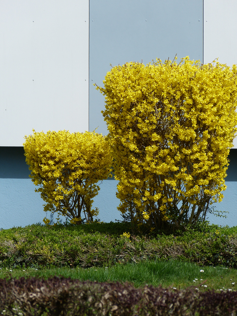 Gelbes im Frühling 6