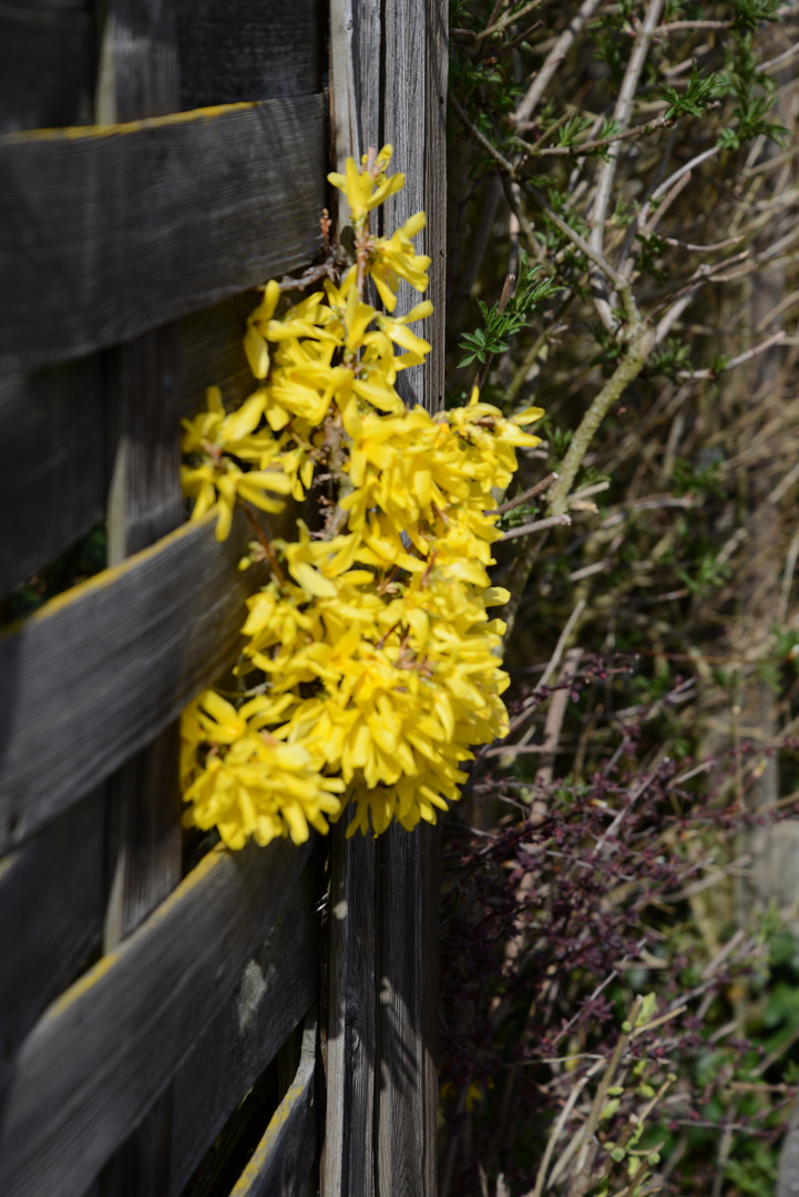 Gelbes im Frühling 7