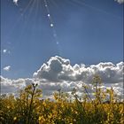 gelbes Land der Horizonte : Lagebericht für Hochkantallergiker