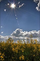 gelbes Land der Horizonte : Lagebericht für Hochkantallergiker