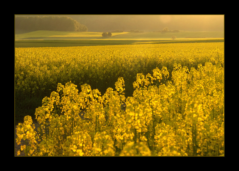 Gelbes Land von raps-gelbem Licht  durchstrahlt... (11. DER REIHE: WAS MAN MIT RAPS...)