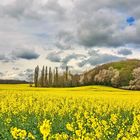 Gelbes Leuchten auf den Feldern 