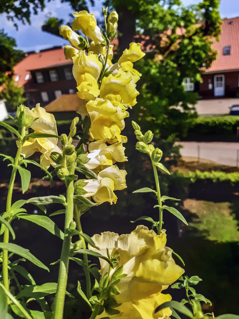 Gelbes Löwenmäulchen