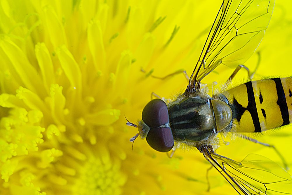 Gelbes Makro von schacha 