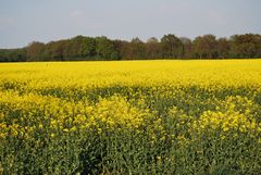 Gelbes Meer im Frühjahr