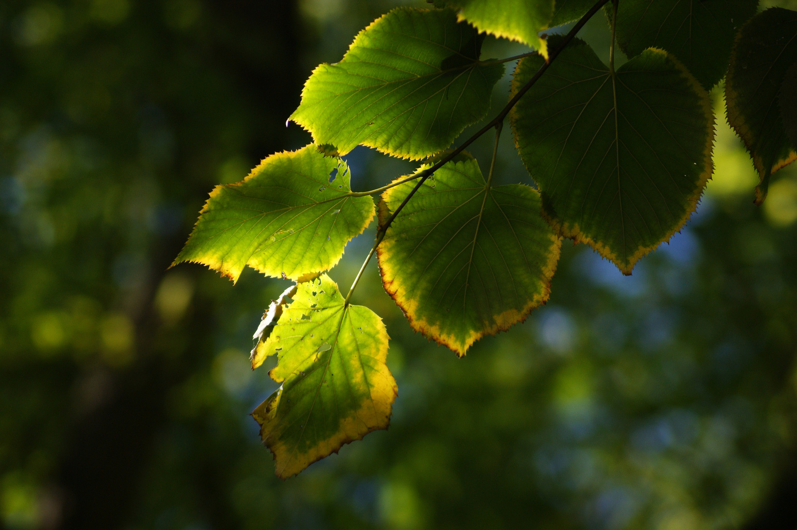 Gelbes Randlicht