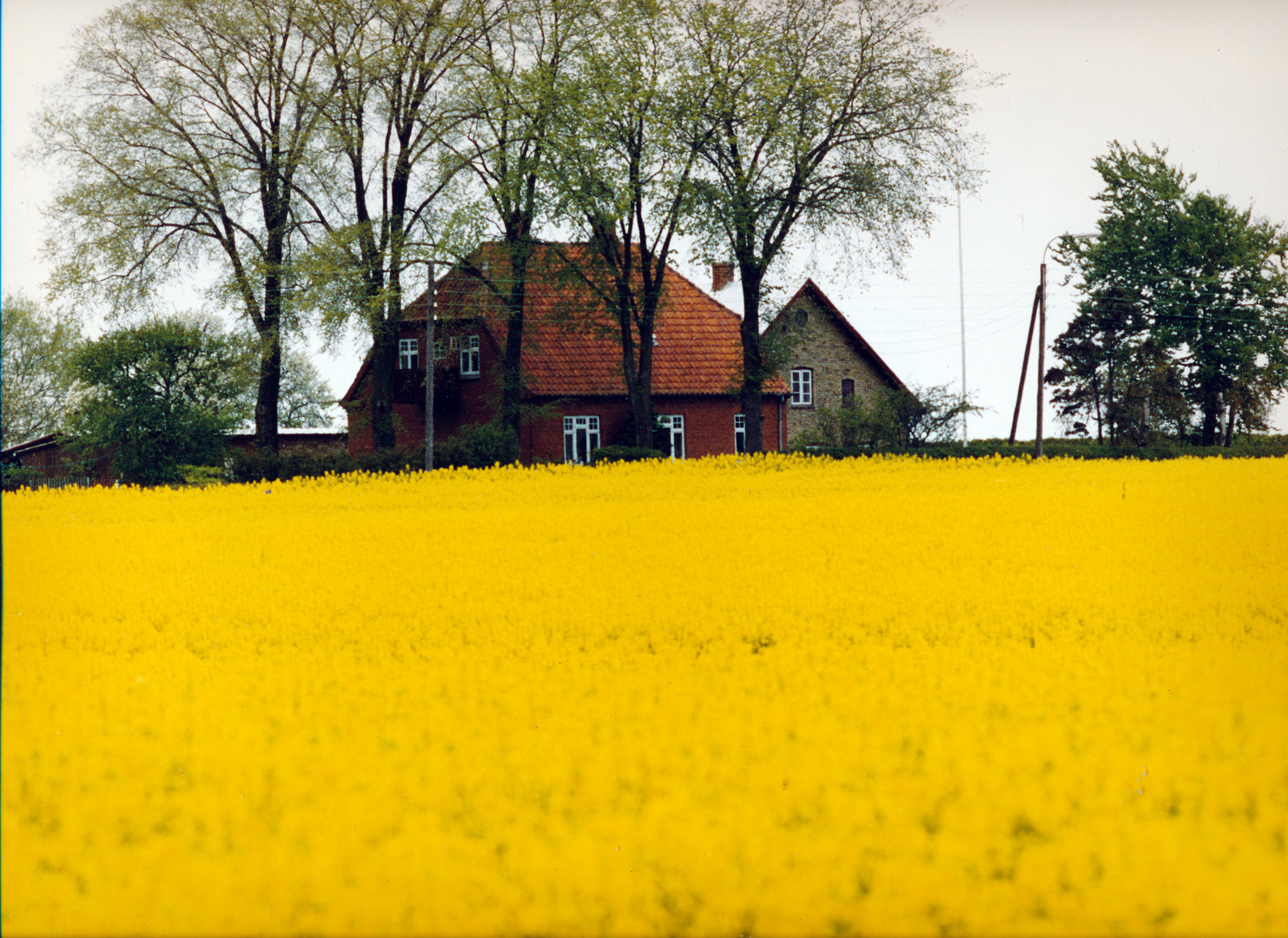 Gelbes Rapsfeld in fünen