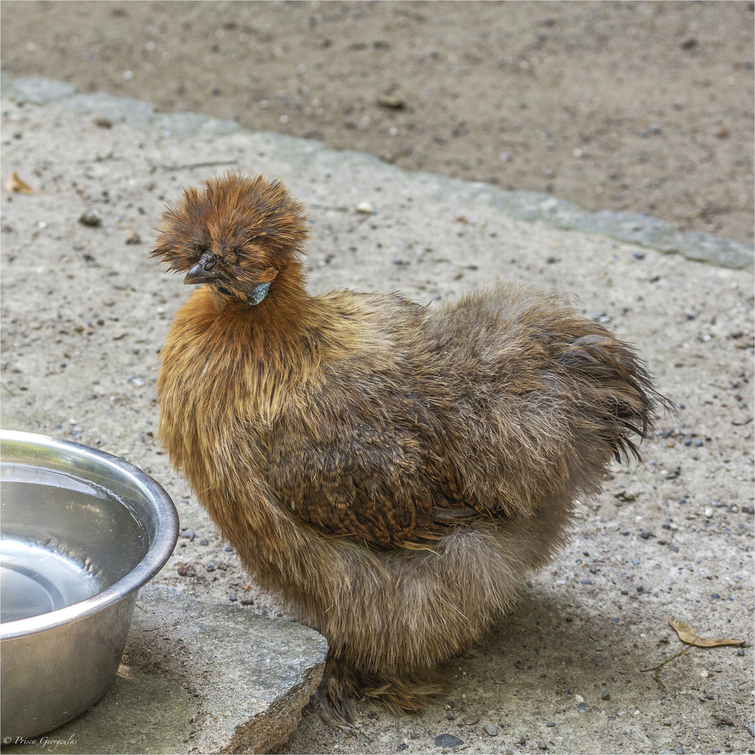 Gelbes Seidenhuhn ...