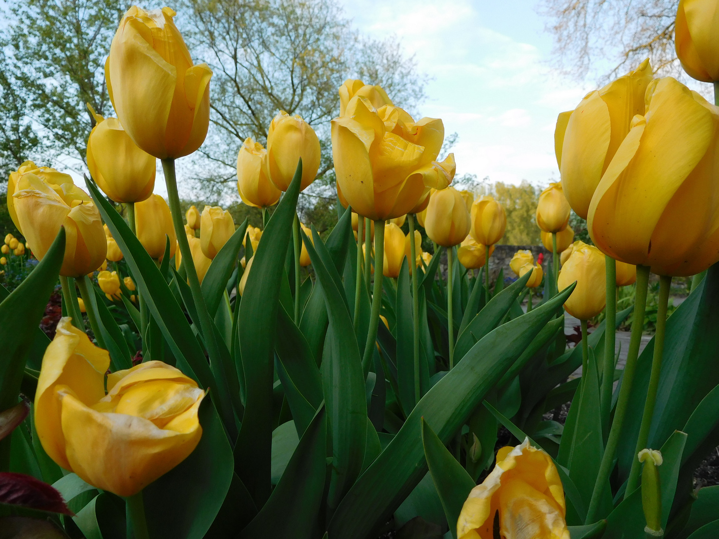 Gelbes Tulpenmeer