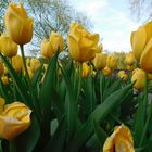 Gelbes Tulpenmeer