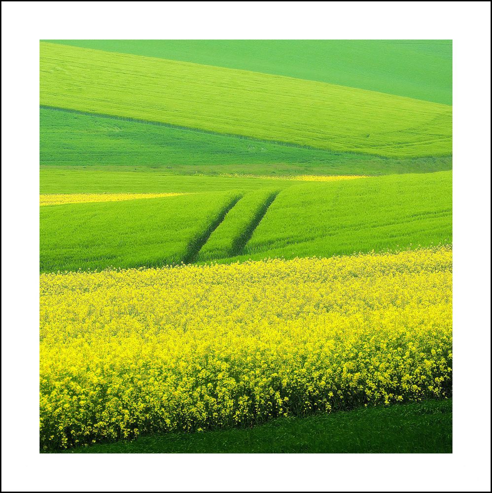 Gelbes und Grünes Foto &amp; Bild | landschaft, projekte, Äcker, felder ...