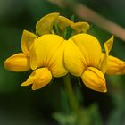 gelbes Wiesenblümchen