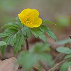 Gelbes Windröschen (Anemone ranunculoides)