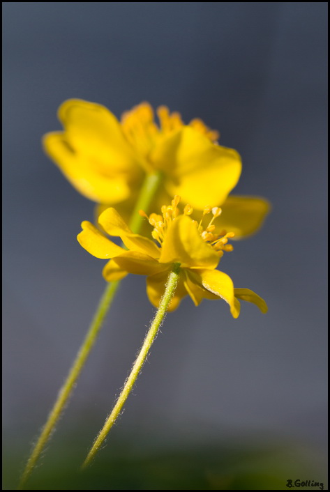 gelbes Windröschen - Anemone ranunculoides