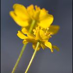 gelbes Windröschen - Anemone ranunculoides