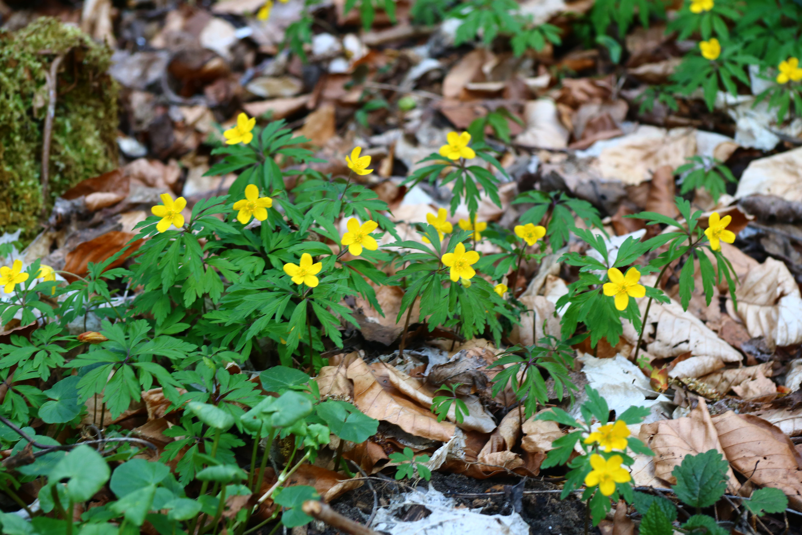 Gelbes Windröschen, Anemone ranunculoides