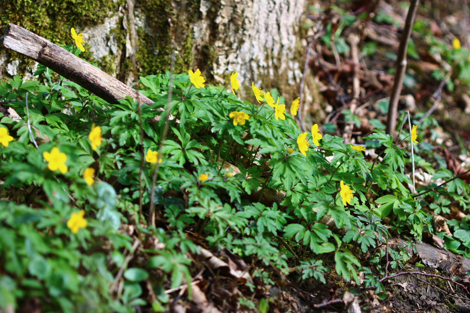 Gelbes Windröschen, Anemone ranunculoides