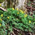 Gelbes Windröschen, Anemone ranunculoides