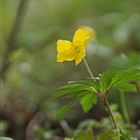 Gelbes Windröschen (Anemone ranunculoides)