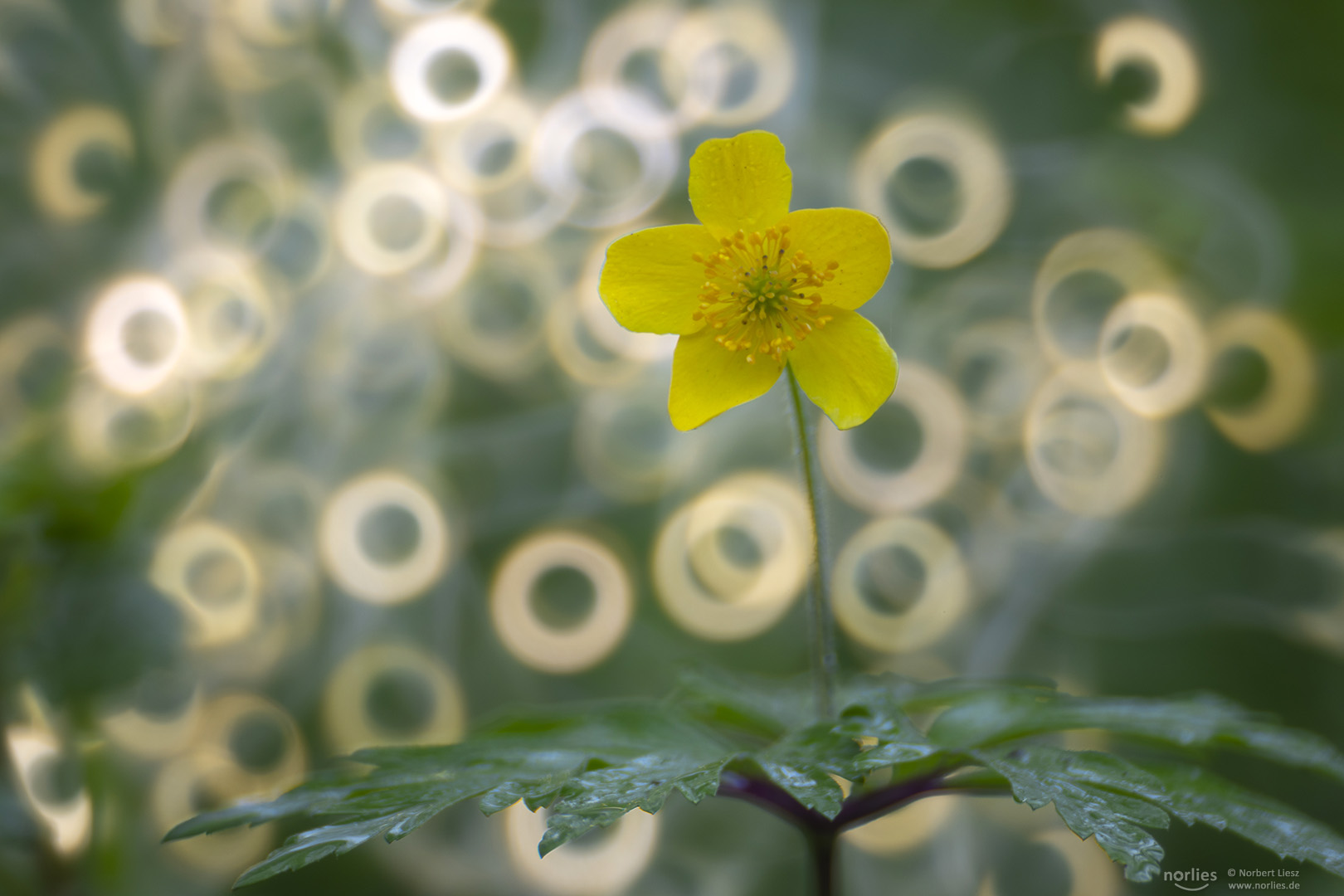 Gelbes Windröschen mit Donuts Bokeh