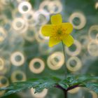 Gelbes Windröschen mit Donuts Bokeh